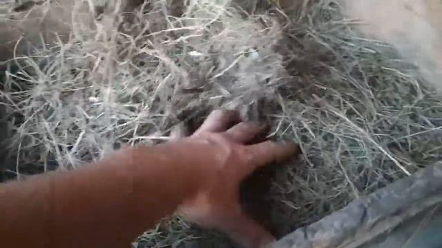 Какую траву можно давать кроликам, кролики едят траву смотреть онлайн