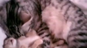 Кошка с котенком, как мама с ребенком (Cat mom hugs baby kitten) Смотреть всем! очень душевно