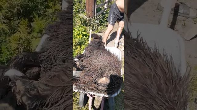 Купили Эдильбаевского кочкара на племя смотреть онлайн