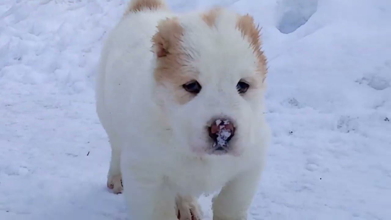 Алабаи-лучшие няньки!! смотреть онлайн