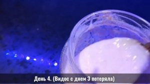 Давайте квасить! Как просто сделать закваску