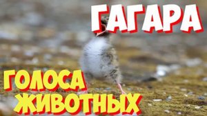 Голоса птиц и звуки животных. Звуки природы слушать онлайн ГАГАРА