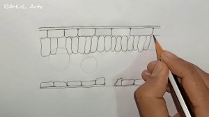 How to Draw Diagram Of Cross Section Of A Leaf : Class 10