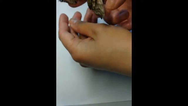 Глазчатый бражник/ Smerinthus ocellatus - Макросъемка