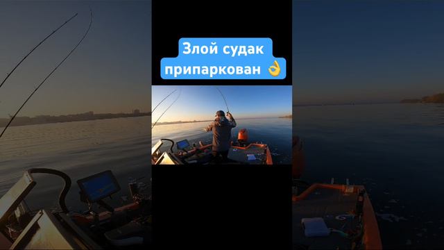 Утренний судак #lowrance #garmin #рыбалка #haibo #panoptix #vboats #activetarget #livescope смотреть онлайн