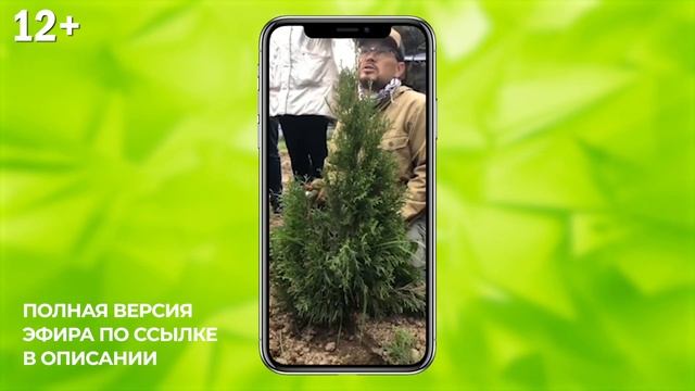 Мастер класс: Обрезка хвойных деревьев и кустарников