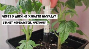 РАССАДА станет КОРЕНАСТОЙ, КРЕПКОЙ и Темно-Зеленой, 5 эффективных и дешевых подкормок!
