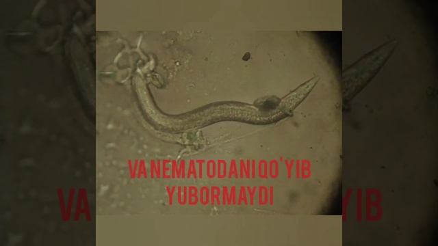 ‼️Nematodaga qarshi biologik preparat. Микробиологик нематоцид  ?????