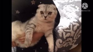 Да я котик клип 😎