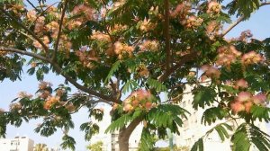 Альбиция. Ленкоранская Шелковая Акация. Красивейшее дерево