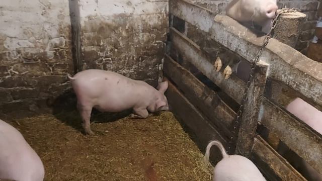 Больше свиней не кормим!!!! смотреть онлайн