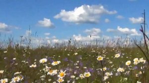 Поле, ромашки.  Видеофон