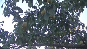 Желтая слива "Золотистая".