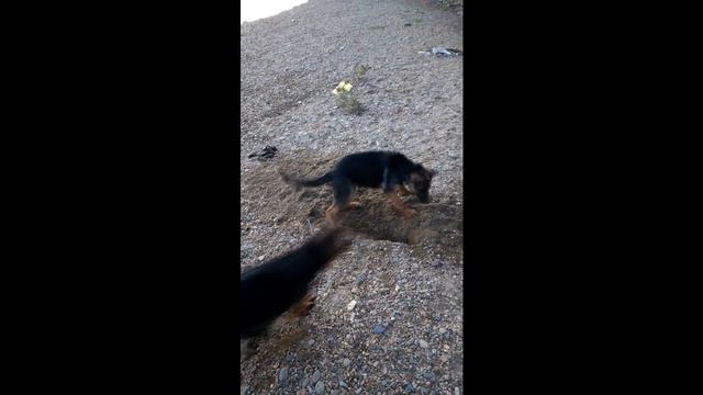 Прикол. Овчарки на речке смотреть онлайн