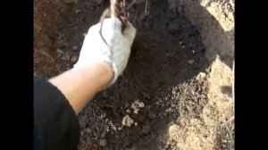 Высаживаем виноград! Сорт Изабелла!