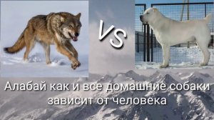 Алабай против волка