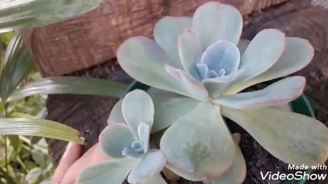 Echeveria Goiabinha e seus cuidados смотреть онлайн
