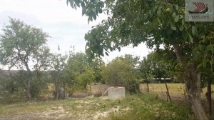 #95 Грецкий орех. Сбор урожая на Кубани.