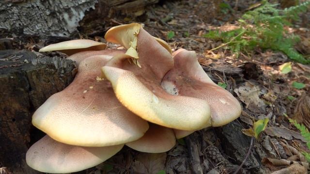 Огромный букет Рядовки жёлто красной (Tricholomopsis rutilans)