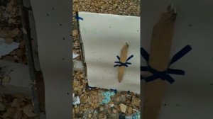 Бинарный заряд на соколе.