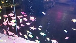 тернеции гло