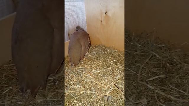 Мои Каменные куропатки смотреть онлайн