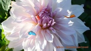 Георгина декоративная Шилон Ноэль (shiloh noelle) ? обзор: как сажать, луковицы георгины Шилон Ноэл