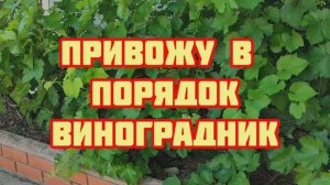 Привожу в порядок виноградник: зелёные операции, подвязка и удаление лишнего. Состояние прививок