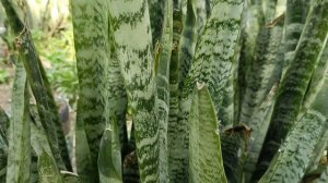 Best for bedroom:Snake plant/medicinal properties of Snake plant or Mother -In -Law 's tongue..