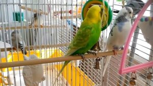 Утреннее пение волнистых попугайчиков. Budgie morning singing, sounds.