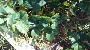 Клубника . Сорт _ Лорд