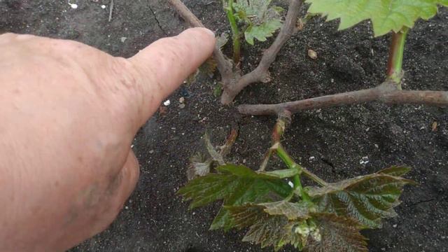 Виноград. 2й год .         Формируем куст .