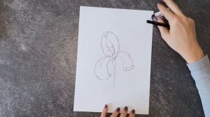 Как нарисовать Ирис – Уроки рисования – Ола Ч.