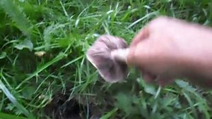 Как не спутать шампиньон с бледной поганкой.