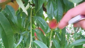 Персик " Крымская осень" ?.