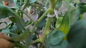 Томат Розовый тюльпан.