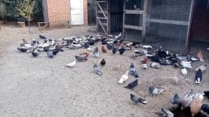 Николаевские голуби. С. ?Элементом Торца? В Гостях. У. Александра. Д. (Племя. 6. 09.2022 г.) ????️