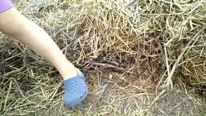 Картошка под соломой сбор урожая.