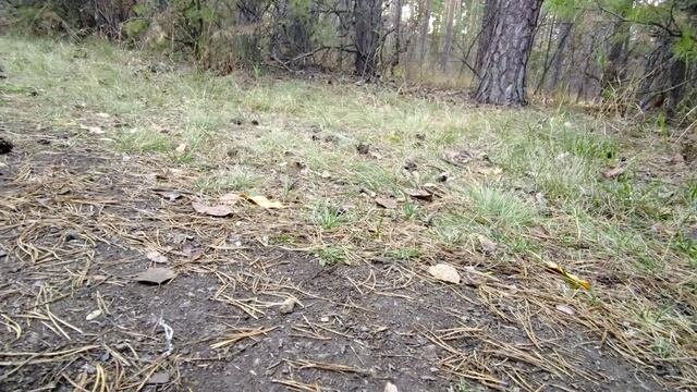 Челябинск. Белки в парке. 28.10.2022г