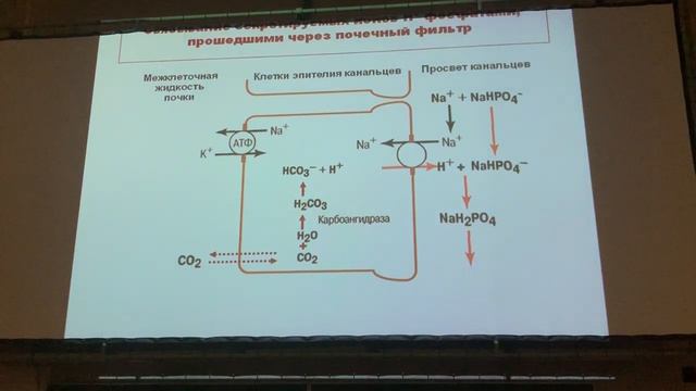 КЩР. Лектор - Трубецкая Л. В. смотреть онлайн