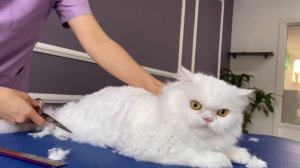 OMG!!! I CUT MY HAIR! ? bathing and grooming angry cat❤️?
