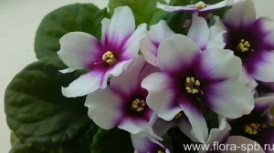 Optimara My Love. Фиалка. Коллекция Елены Свирской.