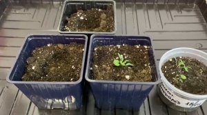 Что стало с моей дихондрой?! Пикирую ростки, которые все же взошли. Чем удобнее поливать всходы