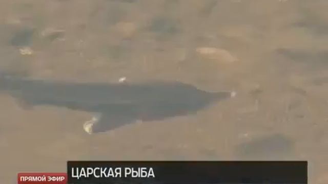 Стерлядка Тальтии смотреть онлайн