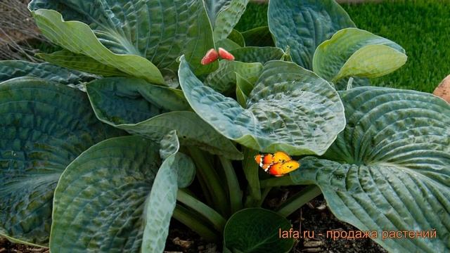 Хоста гибридная Лейксайд Мэверик ? обзор: как сажать, саженцы хосты Лейксайд Мэверик смотреть онлайн