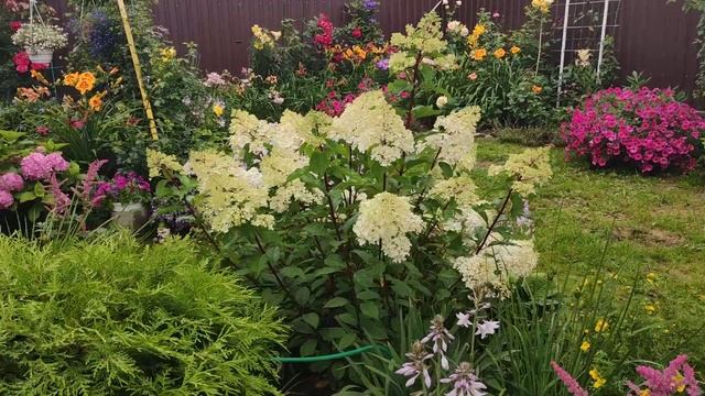 Гортензия метельчатая Ванилла Фрейз (Hydrangea paniculata VANILLE-FRAISE)