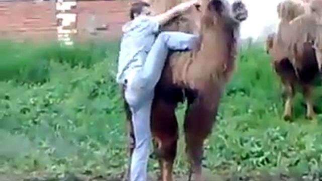 Как оседлать верблюда