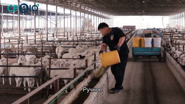 Режим свободного кормления при откорме овец#tiktok #CPBIO смотреть онлайн