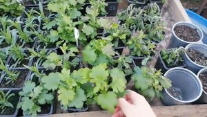 Вынесли алиссум на выживание))) Ночные заморозки, как поведёт себя рассада?