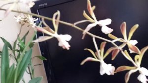 Энциклия в полном цвету